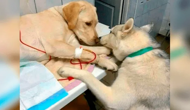 Perro conmueve a las redes sociales al cuidar a pacientes en veterinaria [FOTOS] 
