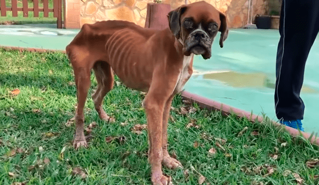 Facebook: perrita desnutrida estuvo a punto de morir hasta que un ‘ángel’ la rescató y ahora luce así [VIDEO]