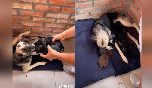 Desliza las imágenes para ver la emotiva escena que protagonizó esta perrita junto a sus crías. Fotocaptura: Jefferson Ortiz/Tiktok