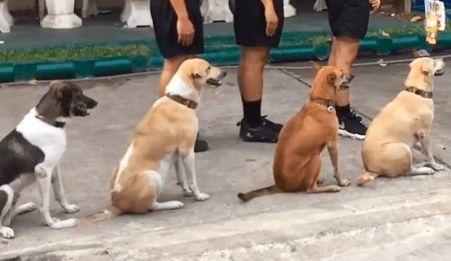 Facebook viral: perros esperan en fila para recibir comida y emocionan a miles de usuarios [VIDEO]