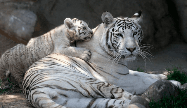 Zoológico de Huachipa presenta tres nuevos tigres blancos de bengala