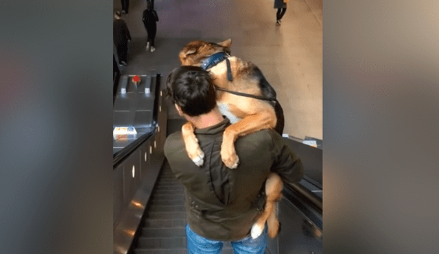 YouTube viral: perro engreído se niega a bajar escaleras eléctricas y su dueño lo carga para regresar juntos a casa