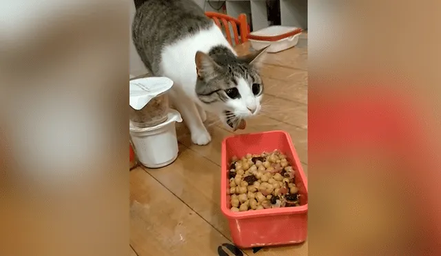 Facebook viral: gata no tolera la comida que le dan sus dueños por insólito motivo [VIDEO]