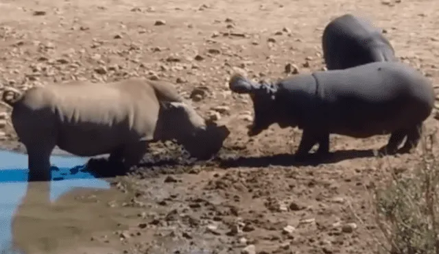 YouTube viral: rinoceronte lucha a muerte contra hipopótamo y el final es sorprendente [VIDEO]