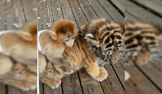 Desliza hacia la izquierda para ver las imágenes del monito y el tigre que se han convertido en los mejores amigos de un zoológico chino. Foto: captura de YouTube