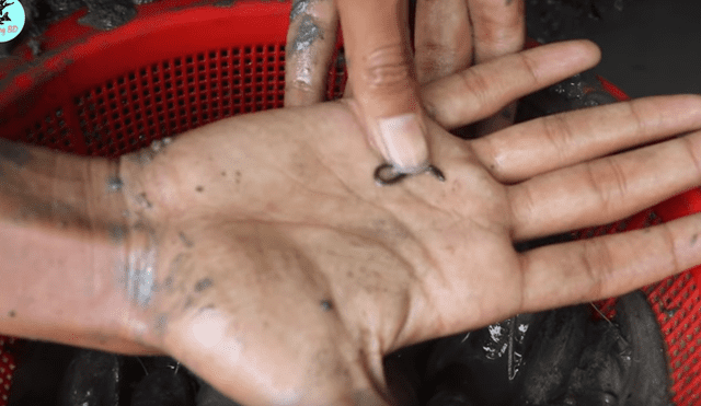 Un joven compartió en YouTube el hallazgo que hizo dentro de un extraño hoyo de barro, donde descubrió misteriosos peces con un aspecto aterrador