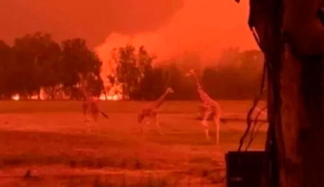 Un grupo de  jirafas trata de escapar del incendio.