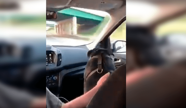 El hombre grabó la curiosa conducta de su perro cuando lo llevaba de copiloto en su vehículo. La divertida grabación se ha hecho viral en Facebook