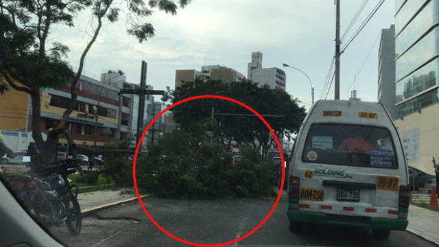 #YoDenuncio: alarma tras caída de un árbol en la vía pública 