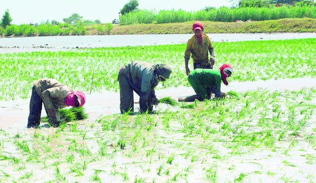 Minagri entregará bonos de S/ 1.000 a 500 agricultores desde este jueves 