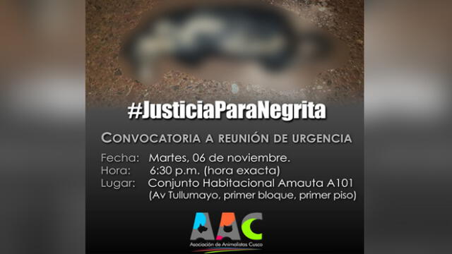 Animalistas de Cusco exigirán justicia para perrita quemada con agua caliente 
