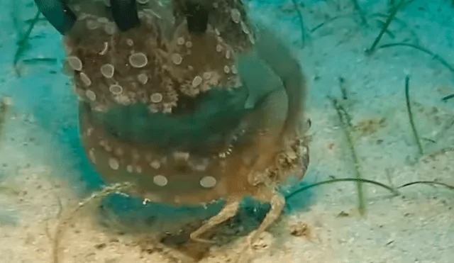 YouTube viral: Astuto cangrejo usa medusa como camuflaje para salvar su vida [VIDEO]
