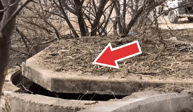 Vía YouTube: Un aterrador nido de insectos fue hallado tras retirar un enorme bloque de cemento [VIDEO] 