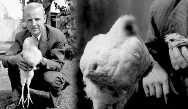 El pollo Mike se convirtió en un objeto de interés de la comunidad científico al vivir 18 meses sin cabeza. Foto: composición LR/BBC