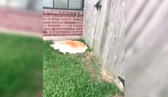 Facebook viral: perro intenta escapar de casa para salir a jugar, pero su dueña lo descubre [VIDEO]