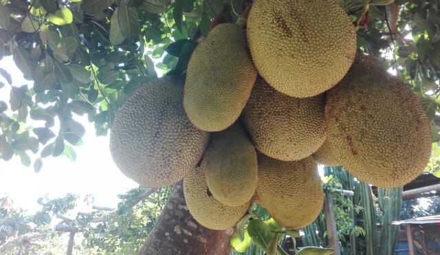 Satipo: Fruta “jackfruit” alimento para vegetarianos porque reemplaza a la carne