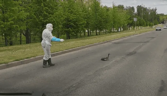 En YouTube se hizo viral el tierno momento en que un trabajador médico ayuda a cruzar la pista a unos patos.