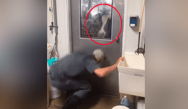 Facebook: La curiosa reacción de una vaca que ve a hombre escondido detrás de una puerta [VIDEO]
