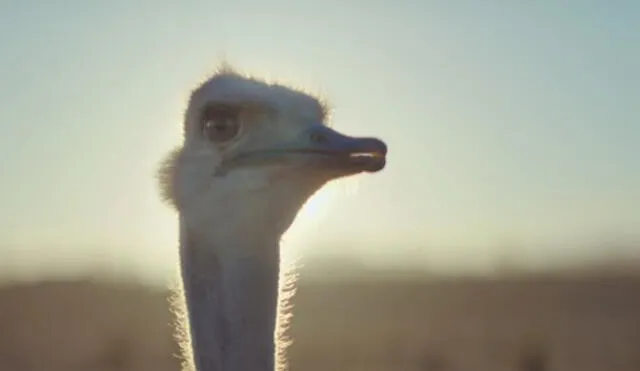 YouTube: Samsung utiliza avestruces para vender su nuevo Galaxy S8 [VIDEO]