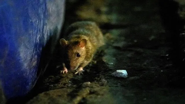 A rat sniffs for food at Klong Toei wet market in Bangkok on April 10, 2020 as Thailand's confinement measures to reduce the spread of the COVID-19 novel coronavirus made their source of food more scarce. - As humans retreat indoors at night to fight a virus, Bangkok's streets are handed over to increasingly brazen rats who are venturing out across the Thai capital in huge numbers. (Photo by Mladen ANTONOV / AFP)