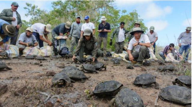 Ecuador: liberan 190 tortugas criadas en cautiverio