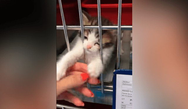 Facebook viral: gatito abandono suplica ser adoptado y familia toma radical decisión