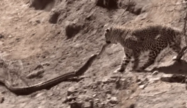 Un turista grabó en un video viral de Facebook el instante en que un feroz leopardo atacó brutalmente a una enorme pitón, sin imaginar lo que pasaría con su presa.