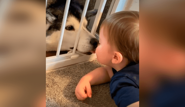 Desliza las imágenes para apreciar la recopilación de conmovedores momentos de un bebé con su perro.