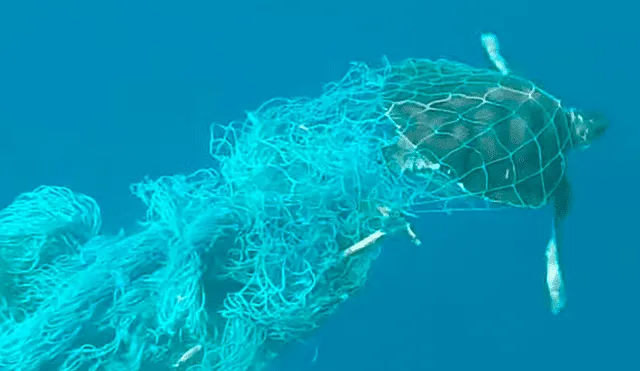 Un video viral de Facebook registró el instante en que un hombre rescató de la muerte a una tortuga que cayó en la basura tirada inescrupulosamente por los humanos al mar.