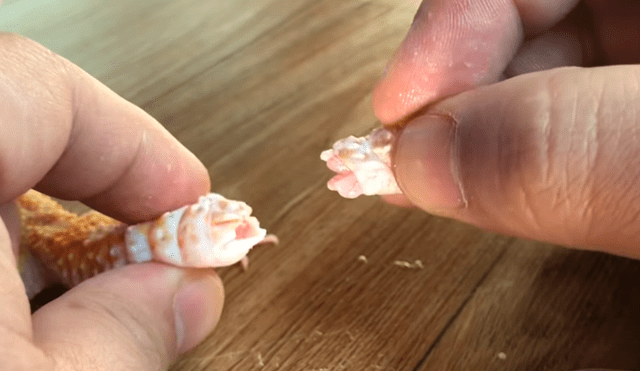 YouTube viral: joven le arranca la cola a lagarto enfermo y muestra increíble proceso regenerativo del reptil