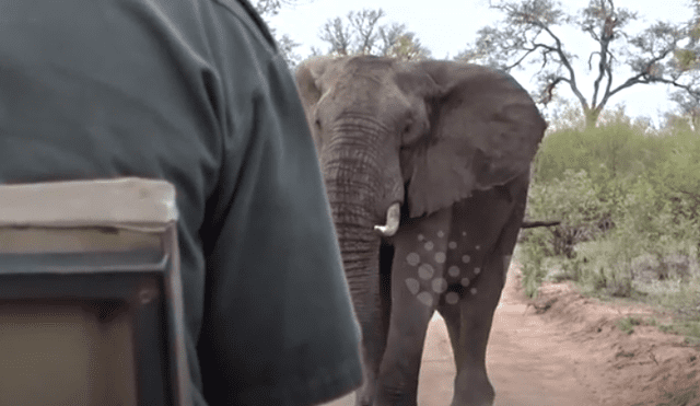 Un video viral de Facebook registró el momento en que un enfurecido elefante intenta atacar a un grupo de turistas.