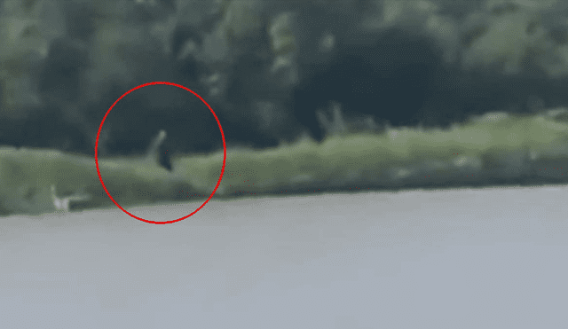 Video es viral en YouTube. Un hombre tranquilamente navegaba por un lago de Estados Unidos, cuando de pronto divisó una extraña criatura que ha generado todo tipo de teorías. Foto: Captura.