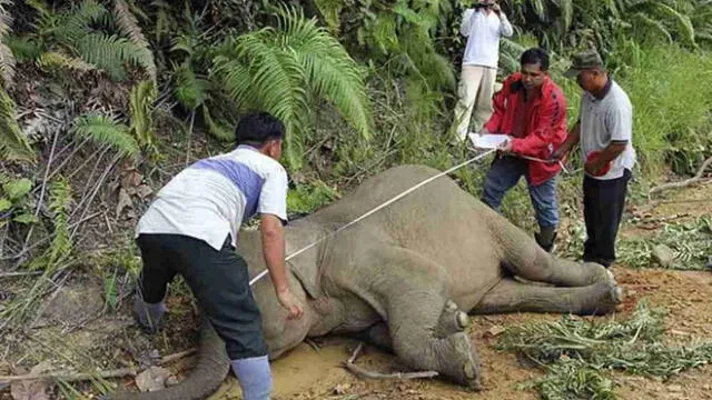 El elefante fue encontrado sin sus colmillos. Foto: AFP