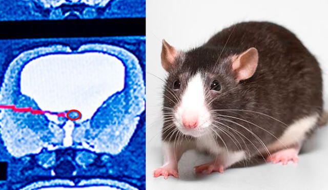 Los investigadores descubrieron que el cerebro de la rata había colapsado a causa de la hidrocefalia severa.