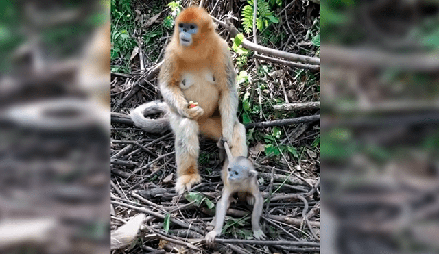 En Facebook, una mamá mona no quería que su bebé se escape por la peligrosa selva y realizó un truco.