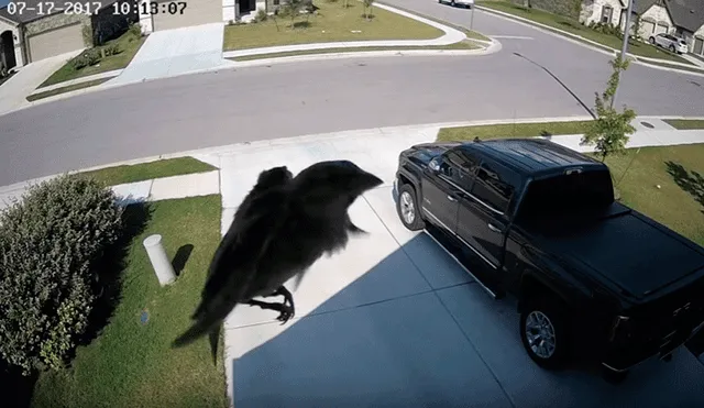 YouTube: Imágenes de pájaro flotando sin usar sus alas causa confusión en internet [VIDEO]