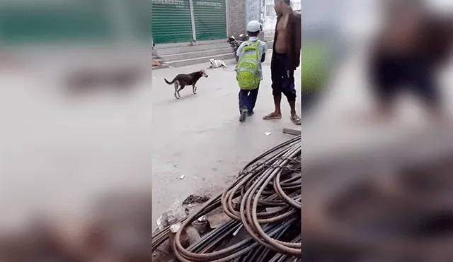 Facebook Viral: El rescate de este perrro atrapado entre cables de acero conmueve a miles de usuarios 