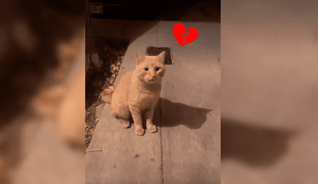 Facebook viral: Gato va en busca de su 'novia', pero es echado por callejero