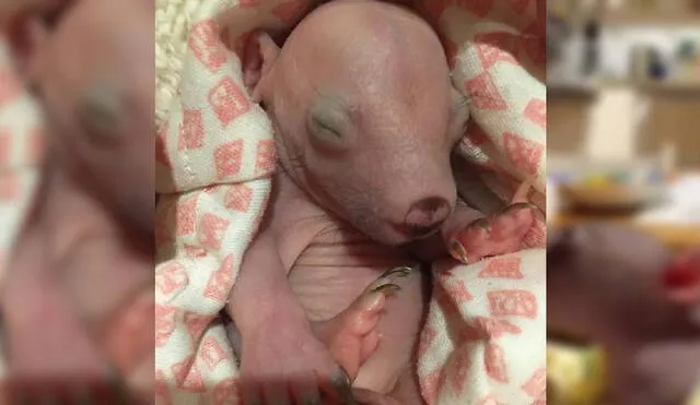 Desliza para ver la historia de la pequeña wombat. Foto: Instagram/@crazy_wombat_lady
