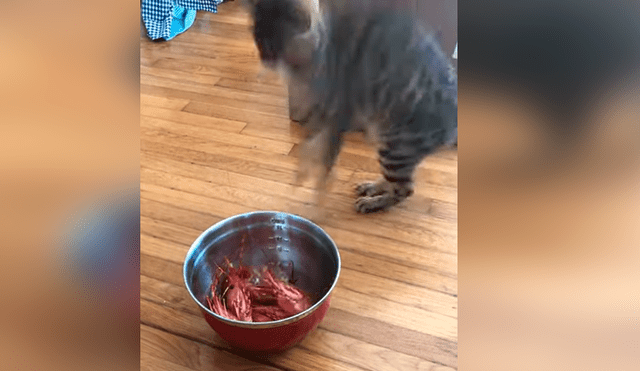 Vía YouTube. El felino estaba a punto de devorar su banquete, pero salió espantado por un perturbador detalle