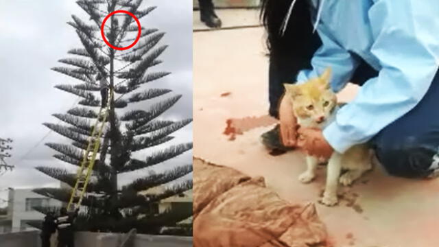 Arequipa: travieso gatito que trepó árbol de 25 metros de altura fue rescatado [VIDEO]