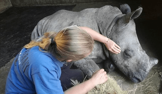 Bebé rinoceronte que perdió a su madre (por cazadores) no dejaba de llorar [VIDEO]