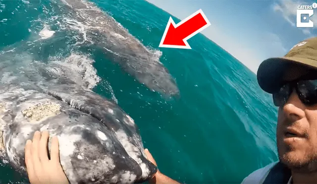 YouTube viral: turista acaricia a cría de ballena, sin imaginar que su madre emergería del mar [VIDEO] 
