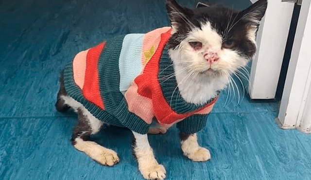 Muere Maximus, el gato callejero que batalló contra el VIH felino [VIDEO]