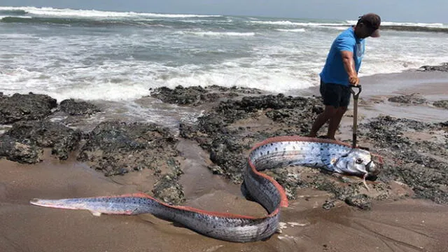 Exhiben pez remo gigante que varó en litoral de Tacna