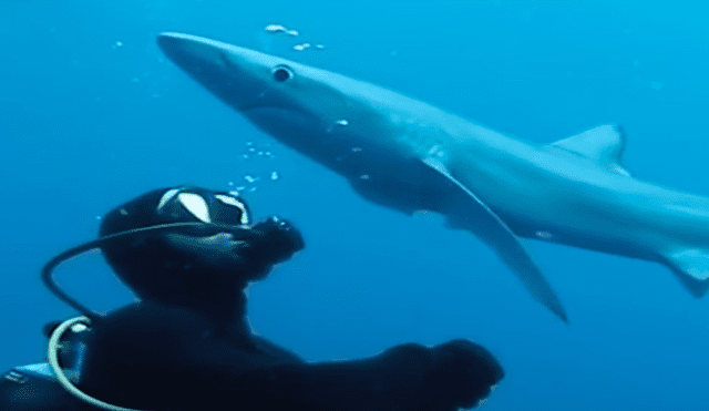 YouTube viral: buzo se encuentra con temible tiburón y este lo sorprende con 'tierno beso' [VIDEO] 