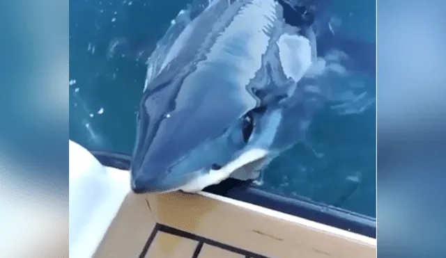 Pescadores grabaron el momento en que gigantesco tiburón emergió del océano.