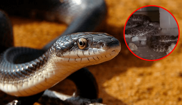 Facebook: decenas de espeluznantes serpientes vivían debajo de su casa sin que él lo supiera [VIDEO]