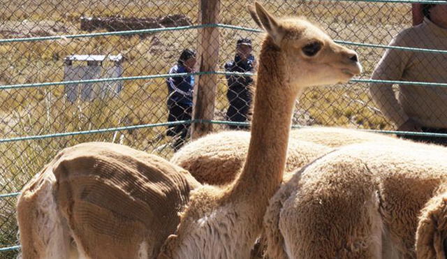 Esquilarán más de 700 vicuñas en tradicional fiesta del Chaccu en Arequipa