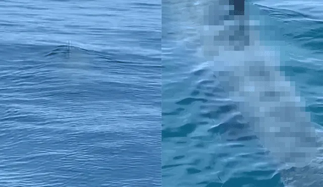 Unos turistas quedaron impactados al ver una enorme criatura marina que se acercaba a su embarcación.